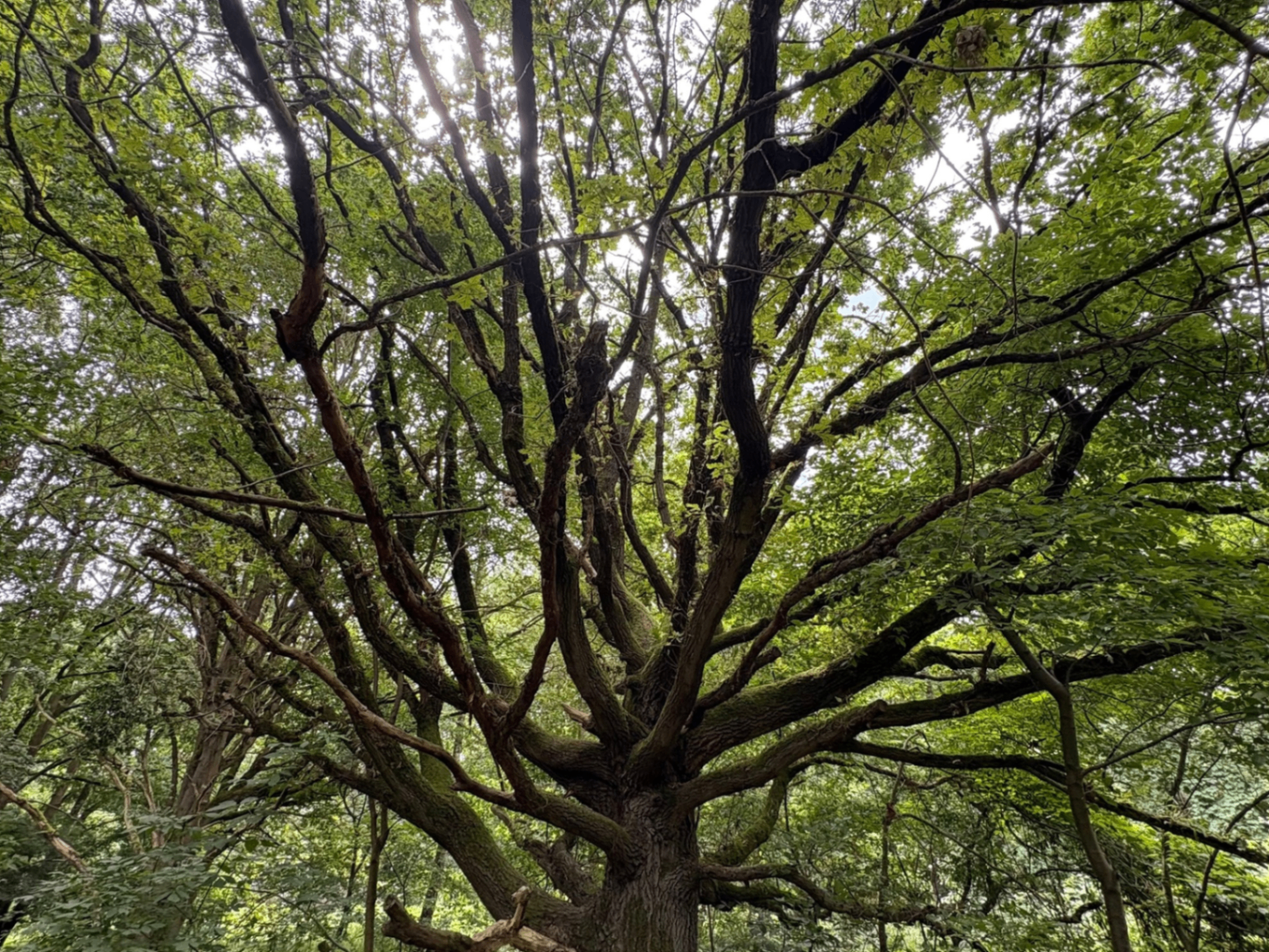 Verzweigter Baum mit weit ausgreifenden Ästen im grünen Wald.